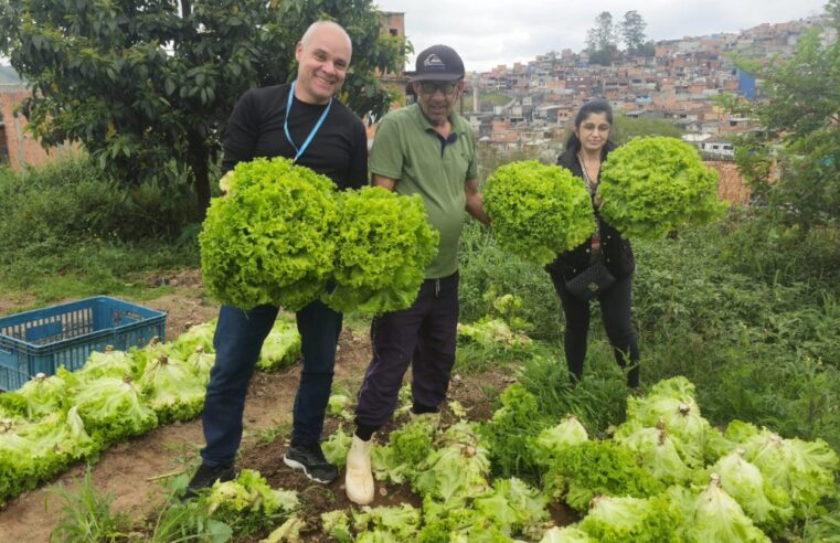 VOLUNTÁRIO DE MAUÁ PRODUZ 800 PÉS DE ALFACE PARA CESTAS BÁSICAS