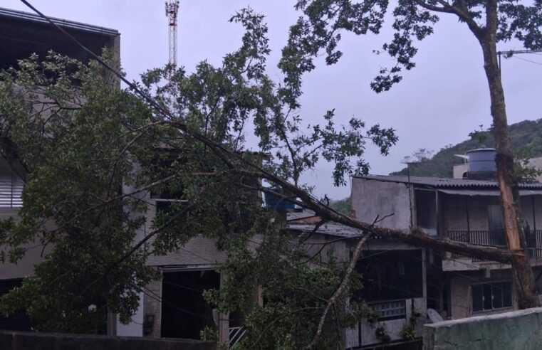 ÁRVORE CAÍDA BLOQUEIA TRECHO DA ESTRADA DO VERGUEIRO DESDE SÁBADO