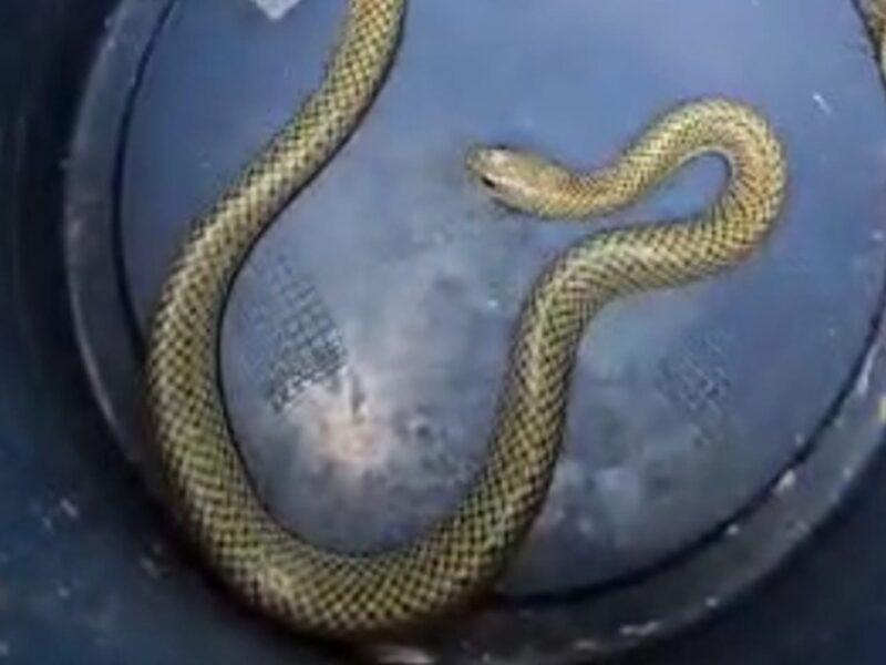 SANTO ANDRÉ REALIZA SOLTURA DE CORUJA E COBRA D’ÁGUA RESGATADAS EM RESIDÊNCIAS