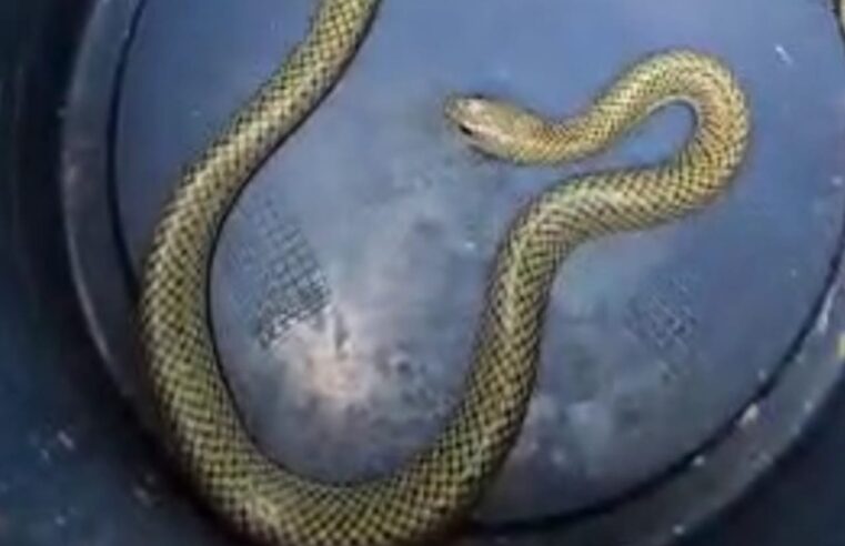 SANTO ANDRÉ REALIZA SOLTURA DE CORUJA E COBRA D’ÁGUA RESGATADAS EM RESIDÊNCIAS