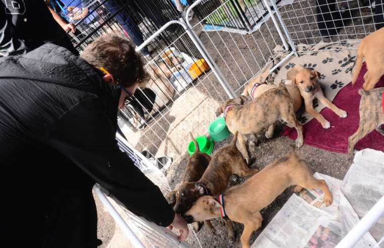 FEIRA DE ADOÇÃO “EU AMO, EU ADOTO” É ANTECIPADA PARA ESTE DOMINGO, NO PARQUE CENTRAL