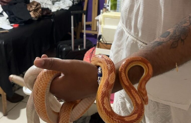 PM AMBIENTAL APREENDE CORUJA E COBRA EM RESIDÊNCIA DE DIADEMA; MULTA FOI DE R$ 2.900