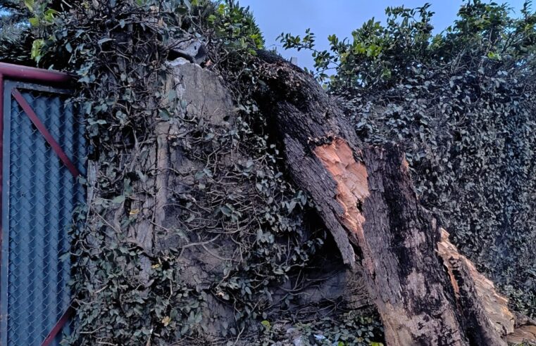 VENTANIA PROVOCA QUEDA DE 12 ÁRVORES DURANTE A MADRUGADA EM SÃO BERNARDO