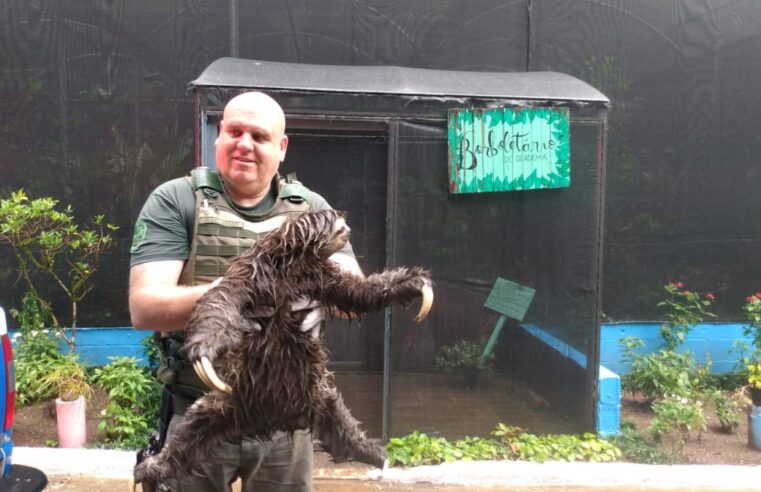 BICHO-PREGUIÇA É RESGATADO PELA GUARDA AMBIENTAL DE DIADEMA