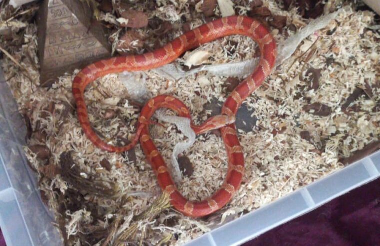 SERPENTE “CORN SNAKE” É APREENDIDA EM RESIDÊNCIA DE FERRAZÓPOLIS
