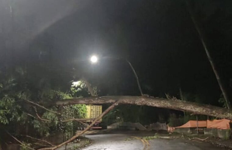 VENTANIA DERRUBA ÁRVORE E BLOQUEIA RUA NO ROYAL PARK, EM SÃO BERNARDO