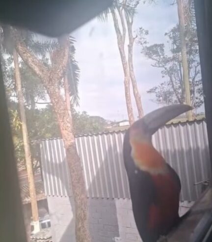 “ACORDA, MENINA!”: TUCANO BICA JANELA E ACORDA MORADORA NO JARDIM REPRESA