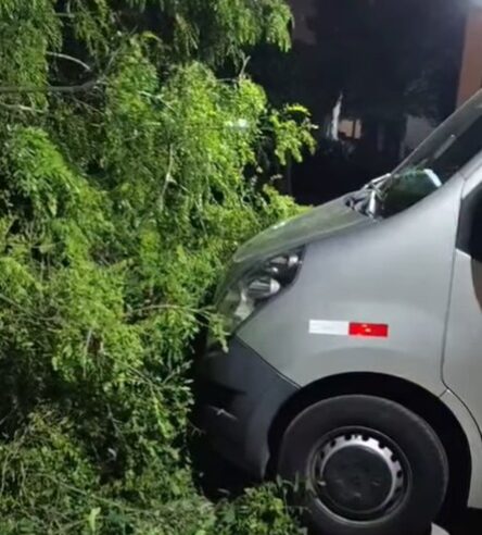 ÁRVORE DE GRANDE PORTE CAI E ATINGE DUAS CASAS EM SANTO ANDRÉ