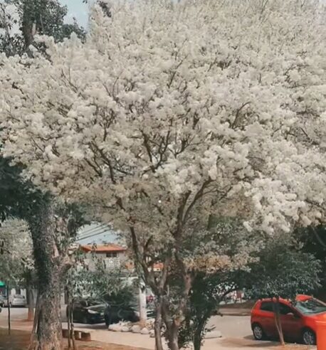 A BELEZA DA PRIMAVERA NO JORDANÓPOLIS