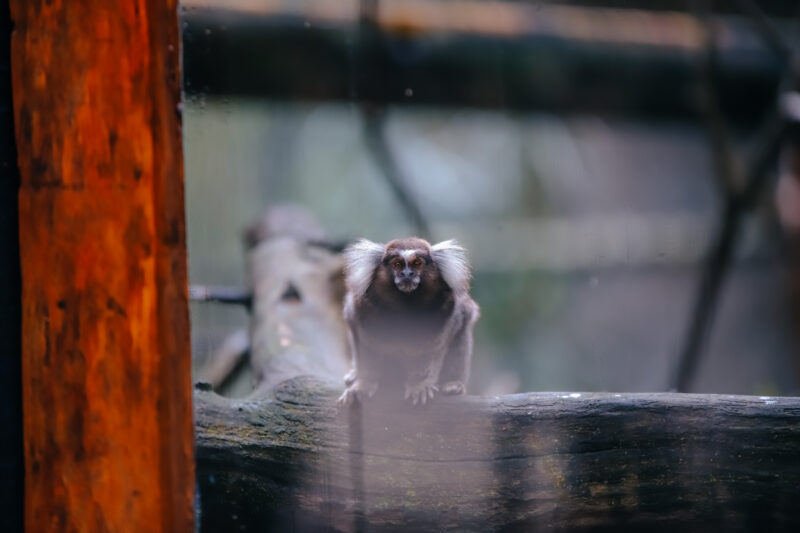 ZOO DE SÃO BERNARDO COMPLETA 40 ANOS NESTE DOMINGO SENDO REFERÊNCIA NO TRATAMENTO DE ANIMAIS RESGATADOS
