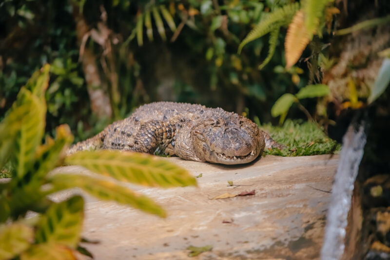 ZOO DE SÃO BERNARDO COMPLETA 40 ANOS NESTE DOMINGO SENDO REFERÊNCIA NO TRATAMENTO DE ANIMAIS RESGATADOS