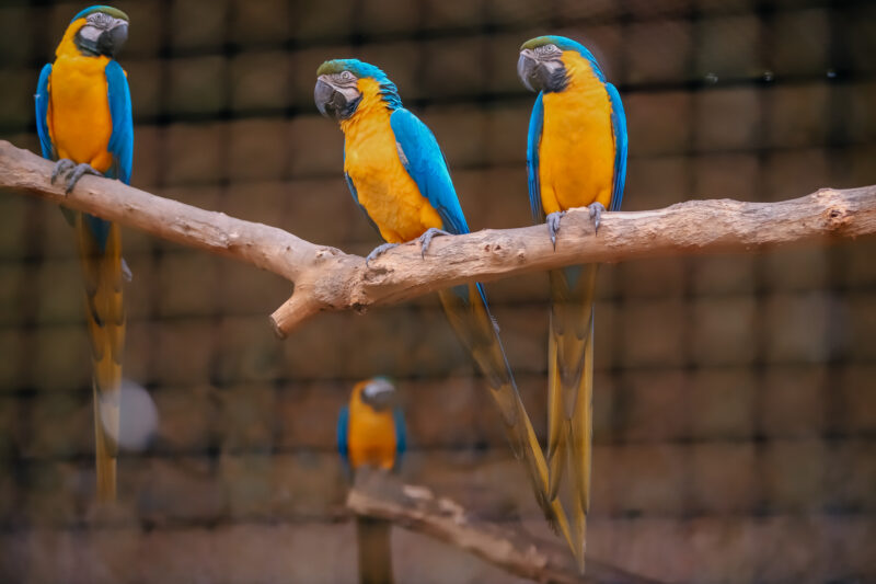 ZOO DE SÃO BERNARDO COMPLETA 40 ANOS NESTE DOMINGO SENDO REFERÊNCIA NO TRATAMENTO DE ANIMAIS RESGATADOS