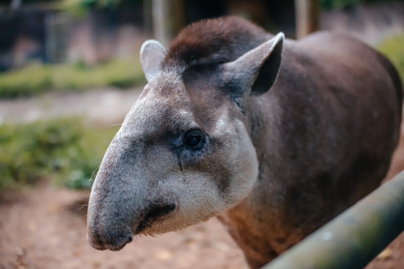 ZOO DE SÃO BERNARDO COMPLETA 40 ANOS NESTE DOMINGO SENDO REFERÊNCIA NO TRATAMENTO DE ANIMAIS RESGATADOS