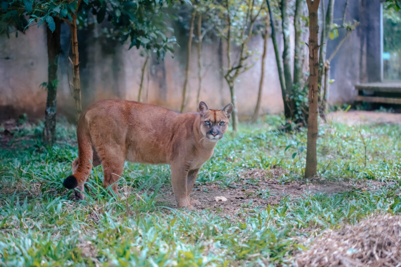ZOO DE SÃO BERNARDO COMPLETA 40 ANOS NESTE DOMINGO SENDO REFERÊNCIA NO TRATAMENTO DE ANIMAIS RESGATADOS