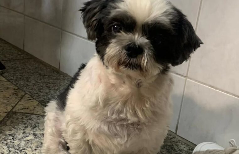 FAMÍLIA BUSCA POR CÃO DESAPARECIDO NO RIACHO GRANDE; PESCADORES PODEM TER LEVADO ANIMAL POR ENGANO