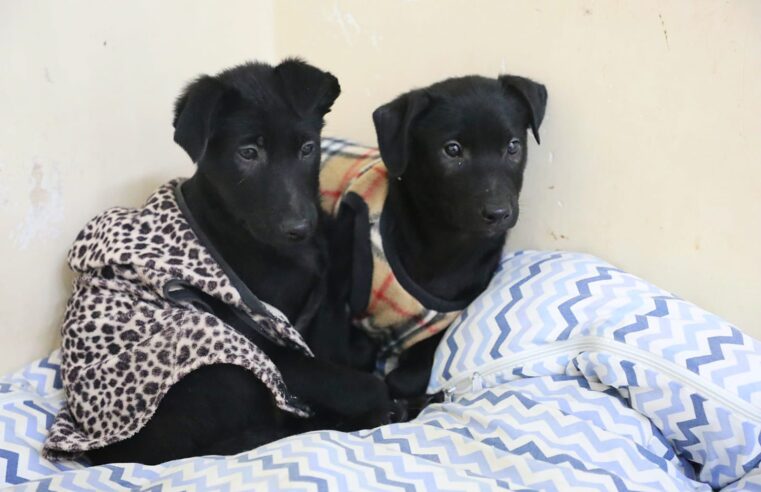 HOSPITAL VETERINÁRIO DE SANTO ANDRÉ RECEBE FEIRA DE ADOÇÃO DE ANIMAIS NESTE SÁBADO