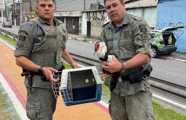 PATO PRESO HÁ DOIS DIAS EM CÓRREGO NA PERY RONCHETTI É RESGATADO PELA GCM AMBIENTAL