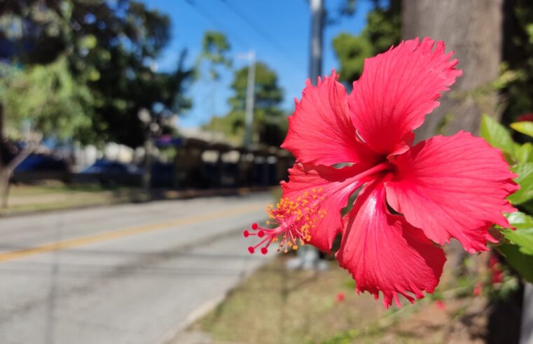 CORREDOR VERDE OPERADO PELA NEXT MOBILIDADE INTEGRA MAPEAMENTO DE INICIATIVAS CLIMÁTICAS URBANAS NO BRASIL