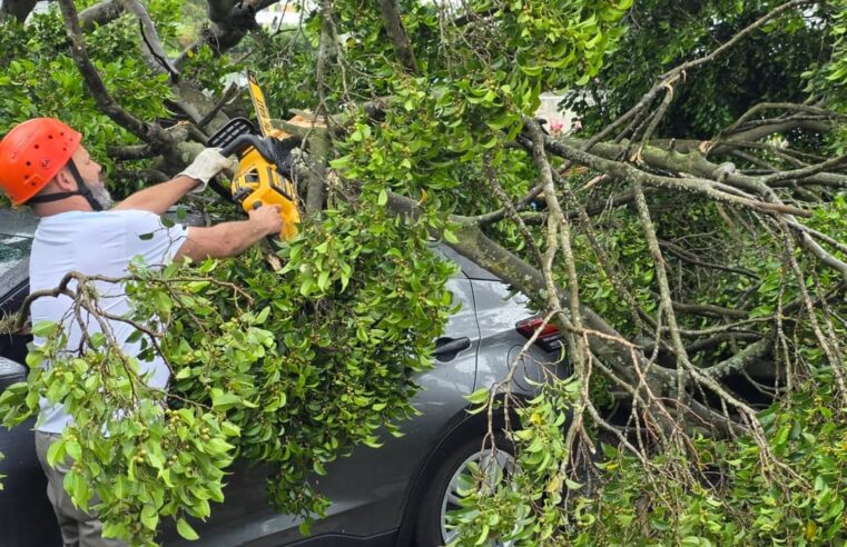GCM E DEFESA CIVIL RESGATAM MOTORISTA APÓS QUEDA DE ÁRVORE EM SÃO CAETANO