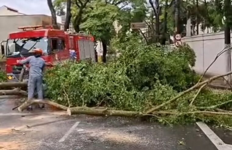FORTE CHUVA DERRUBA ÁRVORES NA WALLACE SIMONSEN E NA RUA MUNICIPAL EM SÃO BERNARDO