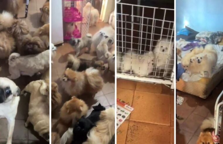 PM RESGATA MAIS DE 70 CÃES EM SITUAÇÃO DE MAUS-TRATOS EM ARUJÁ