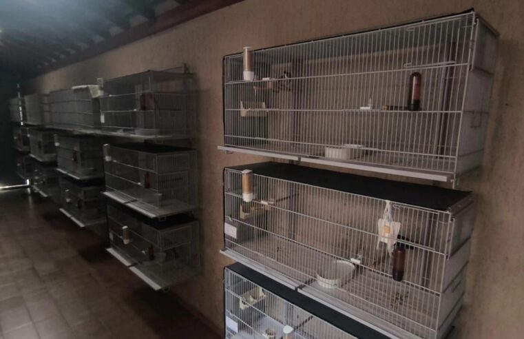 POLÍCIA FEDERAL DEFLAGRA OPERAÇÃO CONTRA TRÁFICO DE AVES E RESGATA 13 ANIMAIS EM SÃO BERNARDO
