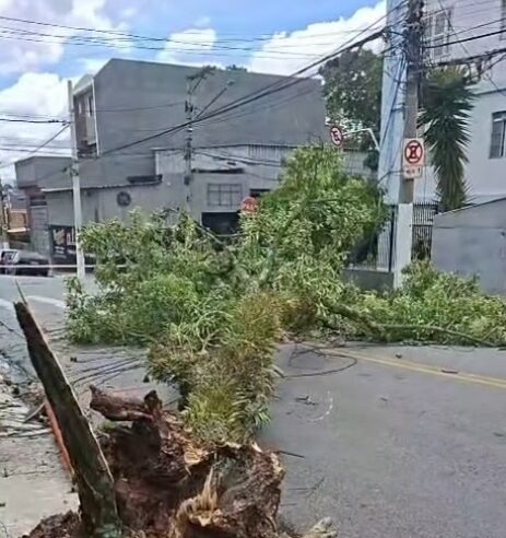 FORTES VENTOS DERRUBAM ÁRVORE E INTERDITAM VIA NA VILA VIVALDI, EM SÃO BERNARDO