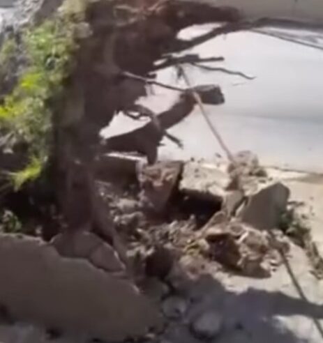 VENTANIA DERRUBA ÁRVORE DE GRANDE PORTE NA AVENIDA FARIA LIMA