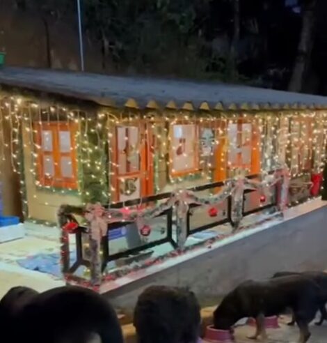 MANSÃO PET DE SÃO BERNARDO ENTRA NO CLIMA DE NATAL