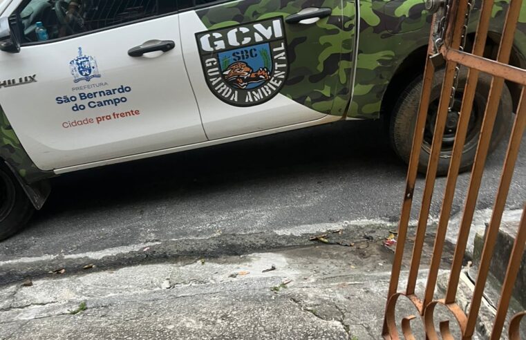 FILHOTE DE JARARACA É CAPTURADO PELA GCM EM RESIDÊNCIA NO BAIRRO CANTAREIRA, EM SÃO BERNARDO