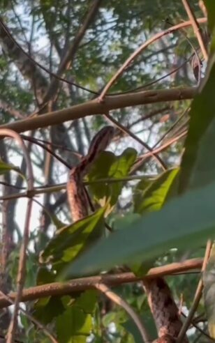 FLAGRA DURANTE PASSEIO: MORADORES FILMAM COBRA EM ÁRVORE NO PARQUE IMIGRANTES, EM SÃO BERNARDO