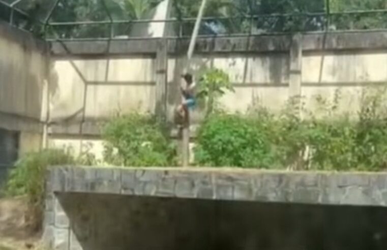 HOMEM MORRE APÓS INVADIR JAULA DE LEOA NA BICA, EM JOÃO PESSOA