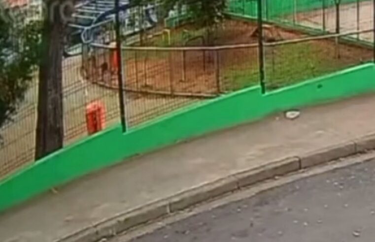 CACHORRINHA É ABANDONADA EM ESPAÇO PET DE PRAÇA NA PAULICEIA; MORADORES RESGATAM O ANIMAL