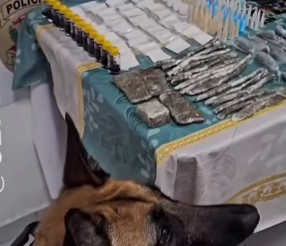 CÃO DO BAEP LOCALIZA DROGAS ESCONDIDAS NO BAIRRO CAPELINHA, EM SÃO BERNARDO