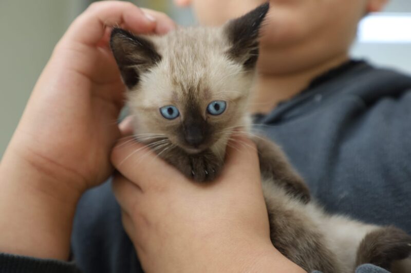SANTO ANDRÉ TERÁ DUAS FEIRAS DE ADOÇÃO DE ANIMAIS NESTE FIM DE SEMANA