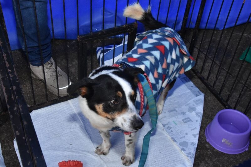 SANTO ANDRÉ TERÁ DUAS FEIRAS DE ADOÇÃO DE ANIMAIS NESTE FIM DE SEMANA