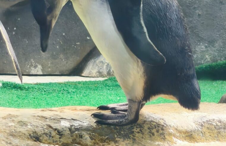 SABINA REVELA SEXO DE NOVO PINGUIM E ABRE VOTAÇÃO PARA ESCOLHA DO NOME