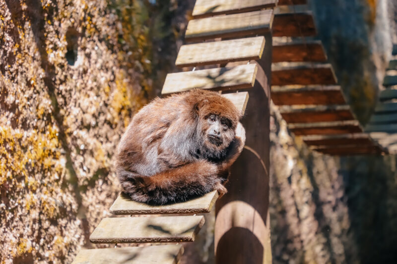 ZOO DE SÃO BERNARDO RECEBE 376 ANIMAIS EM 2025 PARA CUIDADO E REINSERÇÃO NA NATUREZA