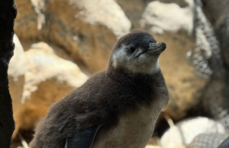SABINA TERÁ CHÁ REVELAÇÃO DE FILHOTE DE PINGUIM NESTA QUINTA-FEIRA