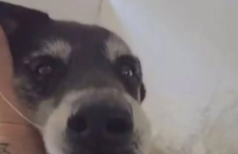 NO RIO, CACHORRO MORRE APÓS ATAQUE DE PÂNICO PROVOCADO POR FOGOS DA VIRADA