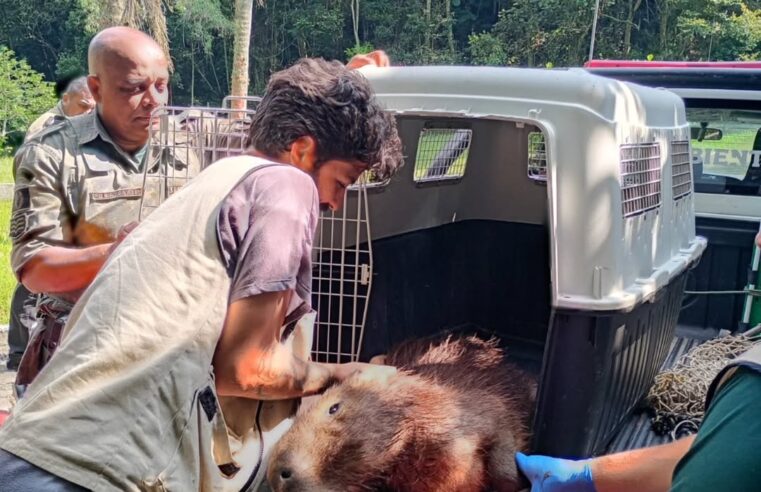 GUARDA AMBIENTAL RESGATA CAPIVARA FERIDA EM ÁREA INDUSTRIAL DE SÃO BERNARDO