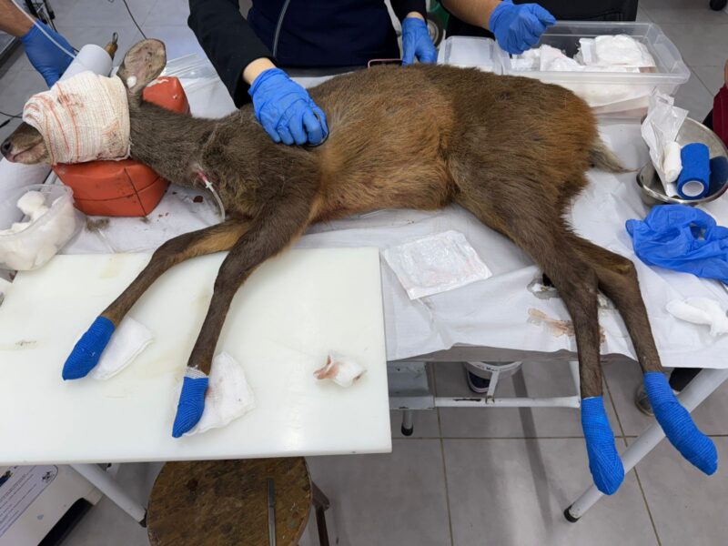 ZOO DE SÃO BERNARDO RECEBE 376 ANIMAIS EM 2025 PARA CUIDADO E REINSERÇÃO NA NATUREZA