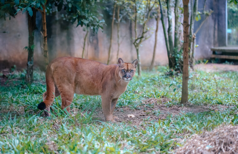 ZOO DE SÃO BERNARDO RECEBE 376 ANIMAIS EM 2025 PARA CUIDADO E REINSERÇÃO NA NATUREZA