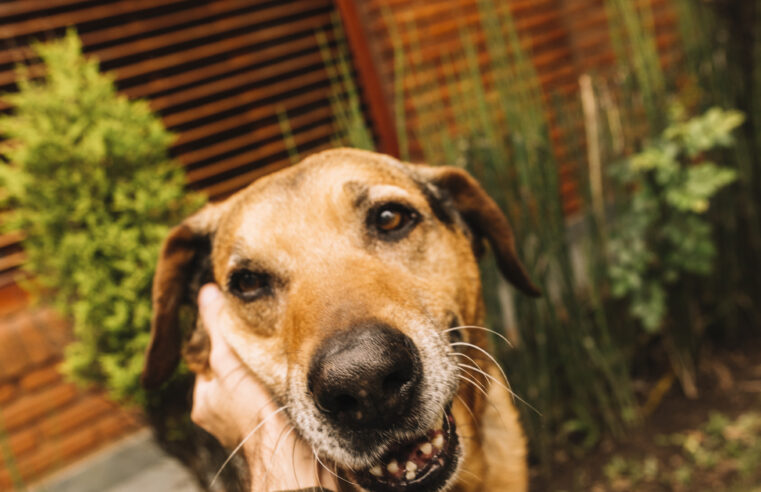 VIRA-LATA CARAMELO É RECONHECIDO COMO EXPRESSÃO CULTURAL DE SP; CASOS RECENTES REFORÇAM ALERTA CONTRA MAUS-TRATOS