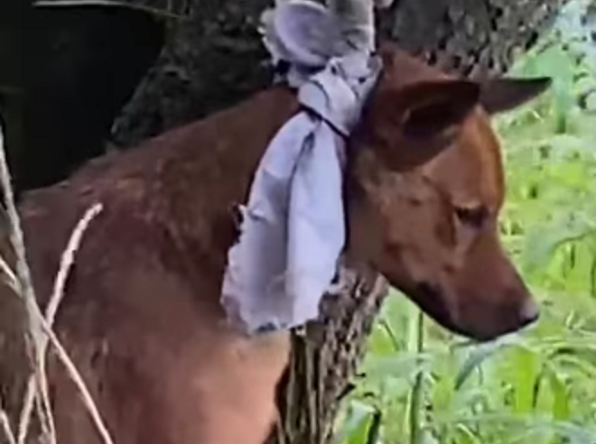 CACHORRO É ABANDONADO AMARRADO EM ÁRVORE NA PONTE DO RIACHO GRANDE