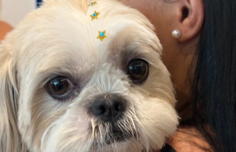 FEIRA DE ADOÇÃO ANIMAL ACONTECE NESTE DOMINGO NO SÃO BERNARDO PLAZA