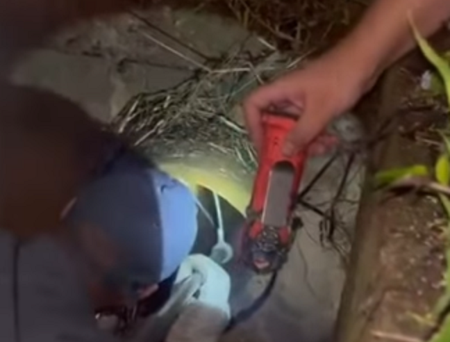 FILHOTES SÃO RESGATADOS DE TUBULAÇÃO COM AJUDA DOS BOMBEIROS EM SANTO ANDRÉ