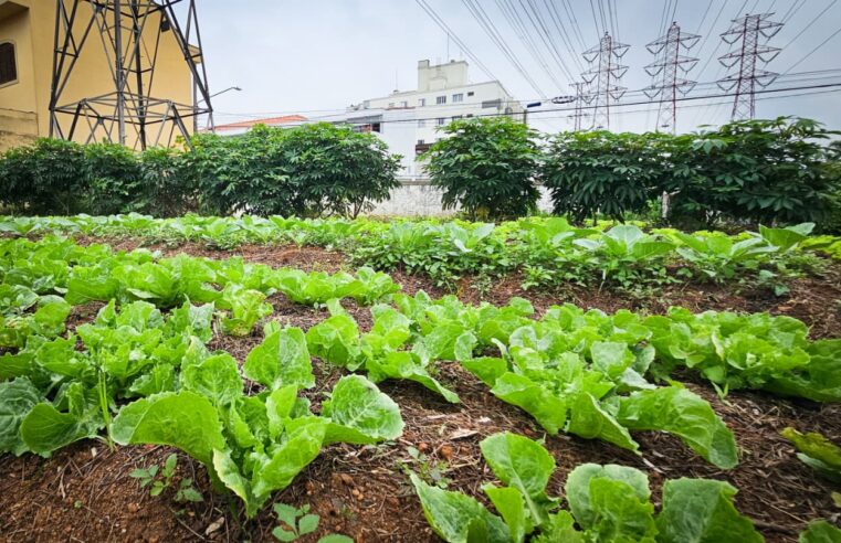 HORTAS COMUNITÁRIAS DA VILA VIVALDI DESTINAM 1,2 TONELADA DE PRODUTOS AO BANCO DE ALIMENTOS