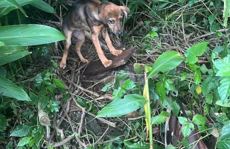 FILHOTE É ABANDONADA NA RUA SOB CHUVA E FRIO NO SANTA TEREZINHA, EM SÃO BERNARDO