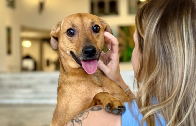 ‘LEI BOB COVEIRO’: GOVERNO DO ESTADO AUTORIZA SEPULTAMENTO DE CÃES E GATOS EM JAZIGOS FAMILIARES